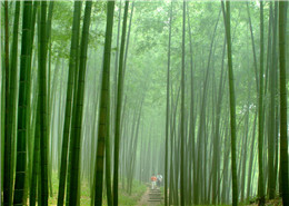 竹海国家级森林公园